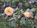 Honeymilk rose photo