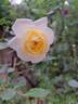 Honeymilk rose photo