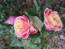 Agnes B rose photo