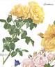 Leverkusen rose photo