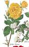 Golden Showers rose photo