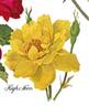 High Noon rose photo