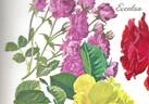Excelsa rose photo