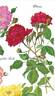 Blaze rose photo