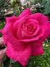 Bambey rose photo