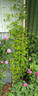 Jan Pawel II clematis photo