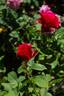 Alec's Red® rose photo