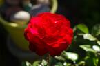Lübecker Rotspon rose photo