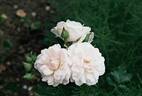 Mademoiselle Marthe Carron rose photo