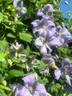 Emilia Plater clematis photo