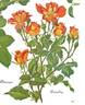 Zambra ® rose photo