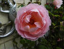 Belle Story rose photo