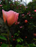 Belle Story rose photo