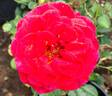Ay Caramba! rose photo