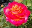 Perfect Moment ™ rose photo