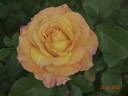 Adolf Horstmann ® rose photo
