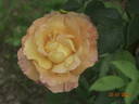 Adolf Horstmann ® rose photo