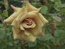 Belle Époque rose photo