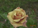 Belle Époque rose photo
