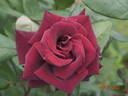 Barkarole ® rose photo