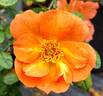 Tangerine Jewel ™ rose photo
