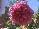 Capitaine Dyel de Graville rose photo