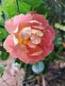 Bee's Paradise rose photo