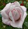 First Crush™ rose photo