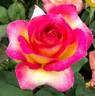 Pacific Celebration rose photo