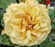 Sweet Jane™ rose photo
