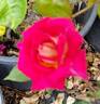 Over the Rainbow rose photo