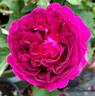Monsieur Boncenne rose photo