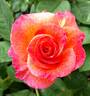 Mardi Gras ™ rose photo