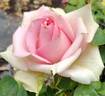 Sabine Bosman rose photo