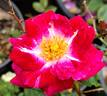Old Master rose photo