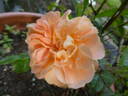 Schöne vom See rose photo