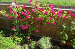 Marie Nabonnand rose photo