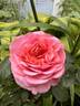 Eeuwige Passie rose photo