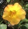 Sunglow rose photo