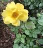 Grace N’ Grit ™ Yellow rose photo