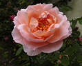 Belle Story rose photo