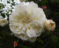 Sombreuil rose photo