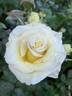 Gift of Love rose photo