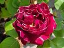 Baron Girod de l'Ain rose photo