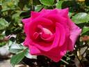 Parfum Royal Cl. rose photo