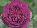 Falstaff rose photo
