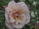 Gruss an Coburg rose photo