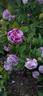 Tricolore de Flandre rose photo