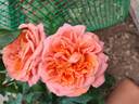 Cherry Brandy 85 ® rose photo