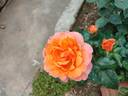 Cherry Brandy 85 ® rose photo